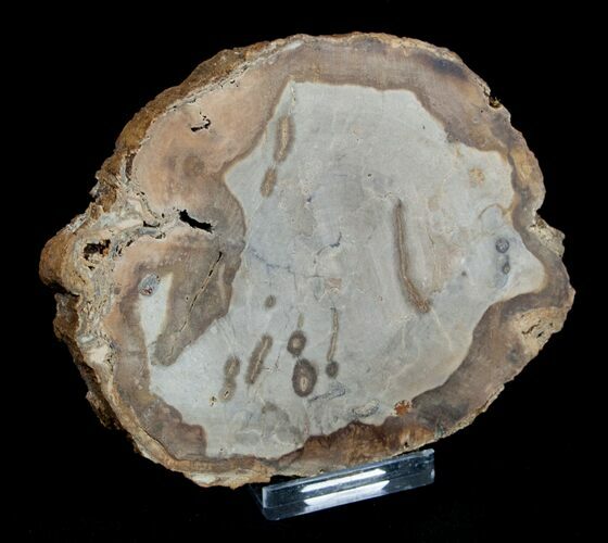 / Inch Unpolished Petrified Wood Slab - Oregon #3180